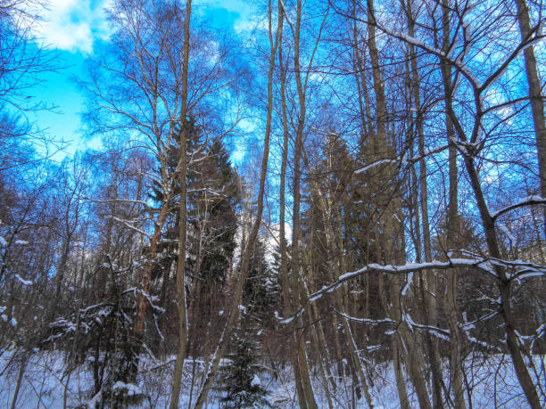 istock Beautiful winter forest in January. Snow and trees 685443718