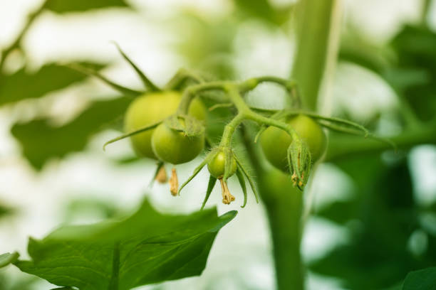 Tomatoes growing in a greenhouse.