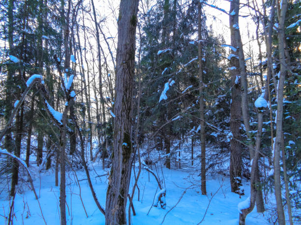 istock Beautiful winter forest in January. Snow and trees 685443946