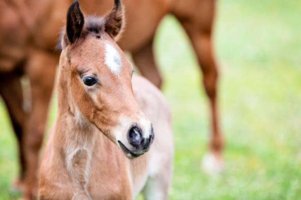 Brown baby horse outdoors, close-up Cute little foal, close-up, outdoor foal stock pictures, royalty-free photos & images