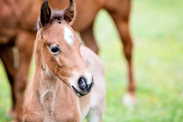 Photo of Brown baby horse outdoors, close-up