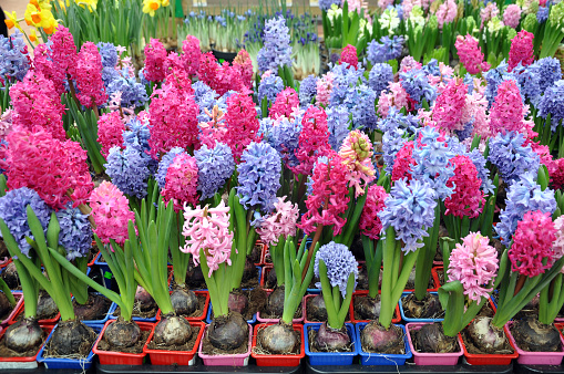 Many blue and pink hyacinth flowers in pots close up.