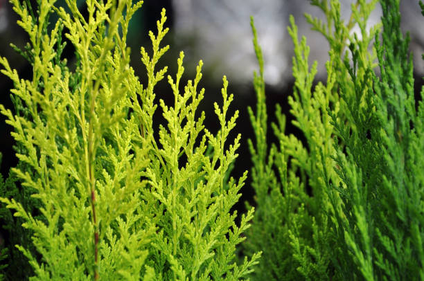 istock Texture of green juniper close up in the sun. 685452348