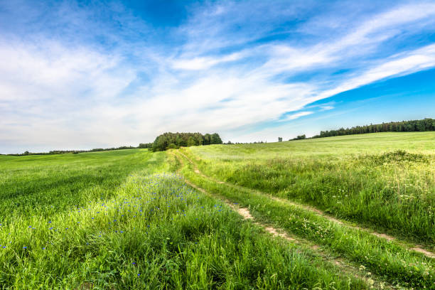 istock Rural road, field and sky, grass with cornflowers, summer landscape 685452424