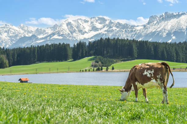 istock Cow on green grass at lake shore and alpine mountains. 685452880