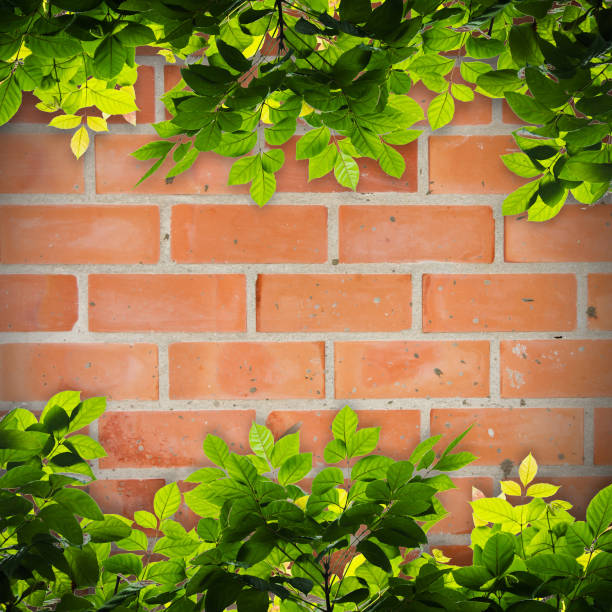 istock Green Leaves frame against red brick wall 685461924