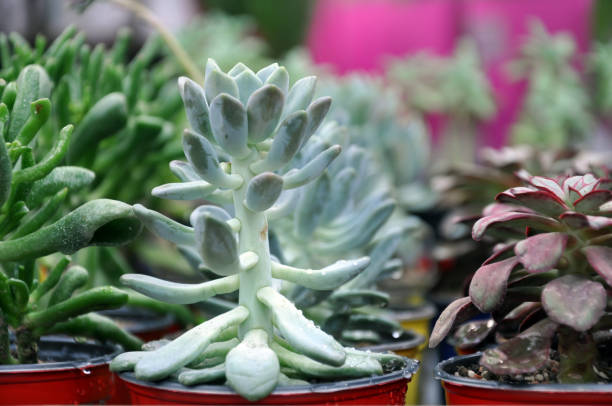 istock Many different succulents close up in a plant store. Selective focus. 685467012