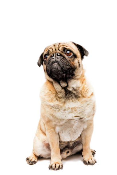 Cute Grumpy Pug Posing For The Camera Studio portrait of a cute, tan coloured grumpy Pug who is looking forlornly out of the picture pulling a sad face Photographed against a perfect white background. Colour, vertical with lots copy space. pug isolated stock pictures, royalty-free photos & images