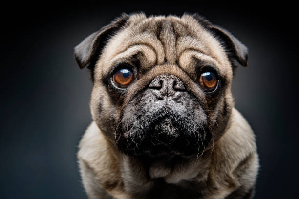 Grumpy Pug With a Very Sad Face Close up portrait of a grumpy Pug who has a very sad look on his face. Photographed against a dark background. Colour, horizontal with some copy space. pleading stock pictures, royalty-free photos & images
