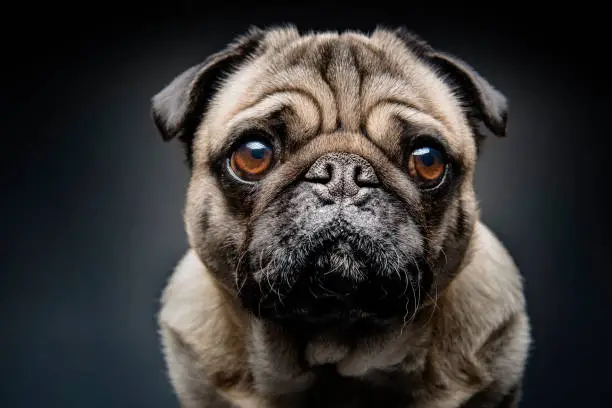 Photo of Grumpy Pug With a Very Sad Face