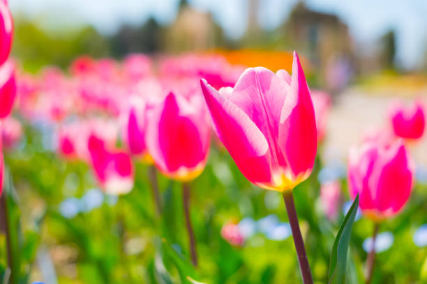 istock close up of tulip 685471150
