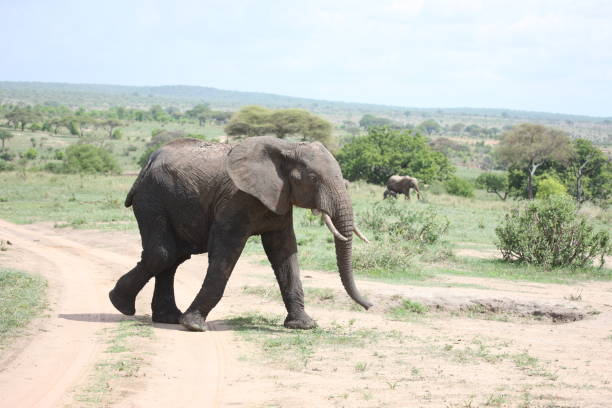 istock Wild Elephant (Elephantidae) in African Botswana savannah 685475842