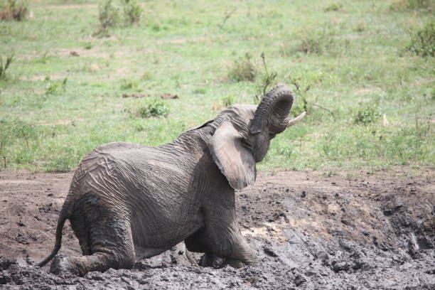istock Wild Elephant (Elephantidae) in African Botswana savannah 685475868