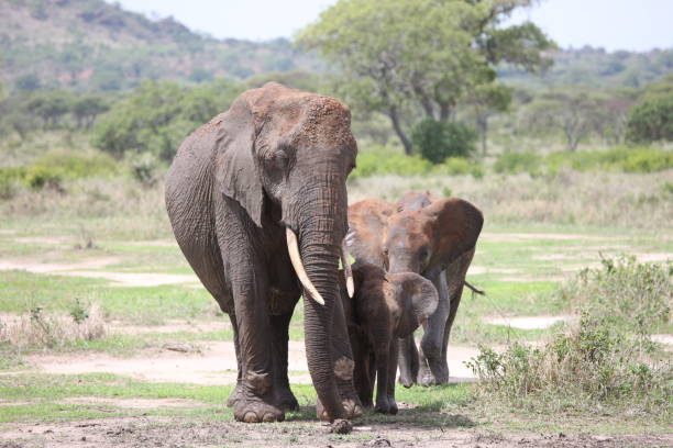istock Wild Elephant (Elephantidae) in African Botswana savannah 685475912