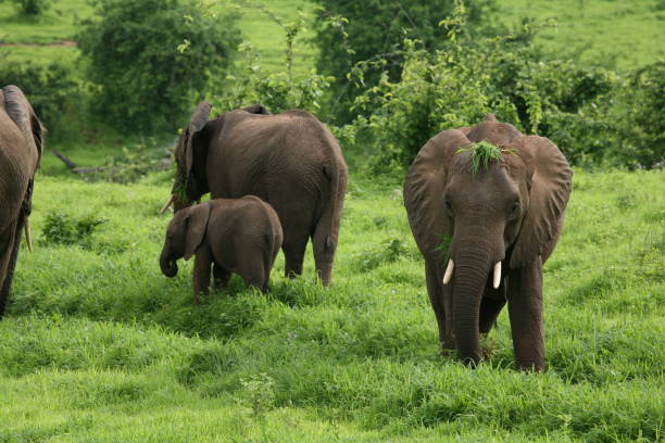 istock Wild Elephant (Elephantidae) in African Botswana savannah 685476134