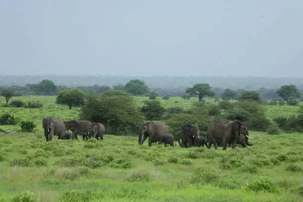 Photo of Wild Elephant (Elephantidae) in African Botswana savannah