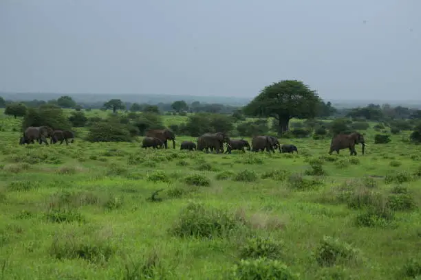 Photo of Wild Elephant (Elephantidae) in African Botswana savannah