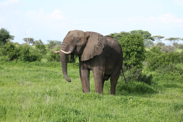 istock Wild Elephant (Elephantidae) in African Botswana savannah 685476212
