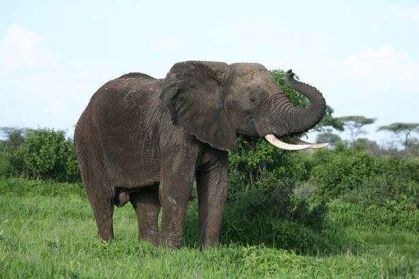 istock Wild Elephant (Elephantidae) in African Botswana savannah 685476232