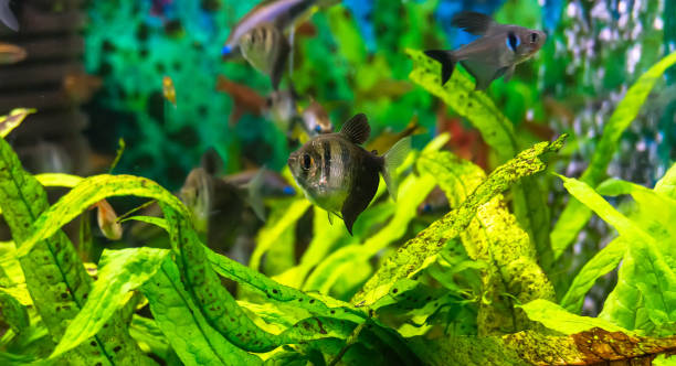 Symphysodon discus in an aquarium Symphysodon discus in an aquarium on a green background red pigeon blood discus stock pictures, royalty-free photos & images