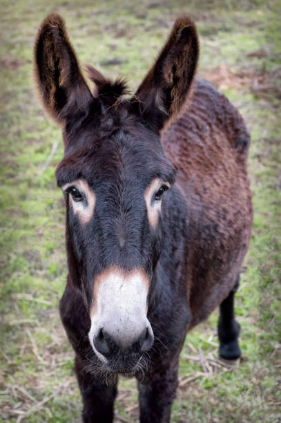istock Close up of donkey looking at camera 685492204
