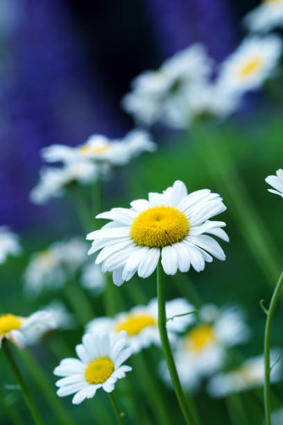 istock Marguerites and lupins in the background 685493930