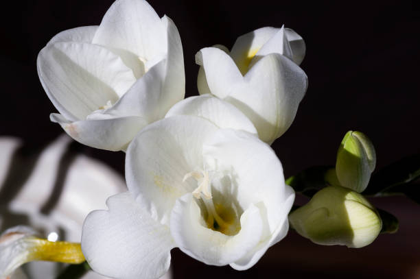 istock white freesia close up 685495472