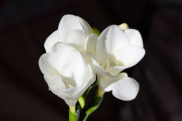 istock white freesia close up 685495684