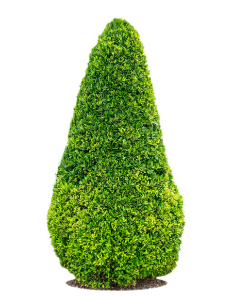 istock Banyan tree,ficus annulata ornamental plant 685499052
