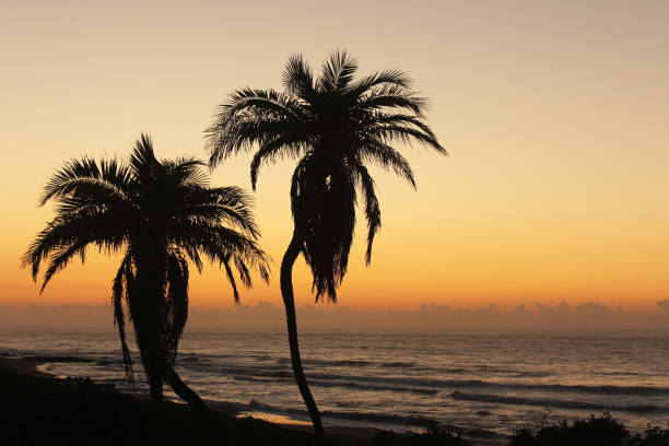 istock Silhouette of palm trees in front of beach 685499754
