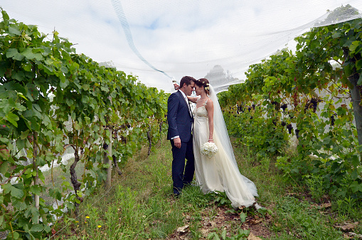 Husband and wife kiss in a vineyard on their wedding Day.Concept of wedding, relationship and marriage. copy space