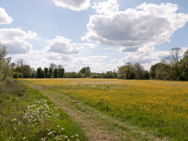istock a pathway through a peaceful summer countryside scene with buttercup fields outside in the uk england and essex 685503178