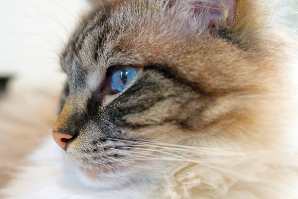 istock Close-Up Seal Lynx Ragdoll Cat Side Head Shot 685503398