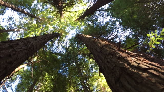 Slide motion POV looking up at Giant Redwoods forest canopy