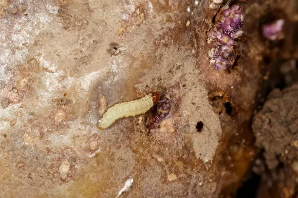 Larvae of the Central American potato tuberworm (Guatemalan potato moth) Tecia solanivora (Povolny) on a potato tuber