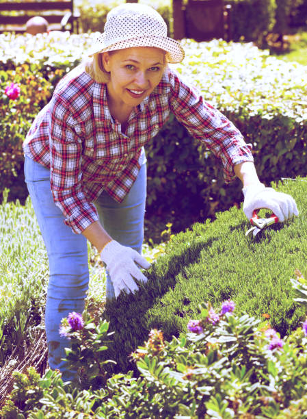 istock Senior woman trimming a green hedge 685511558