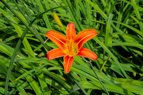 istock Flower garden lilies 685515440