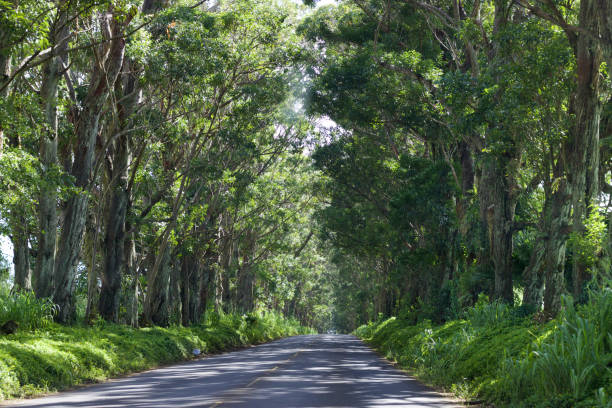 istock Tunnel of Trees 685515616
