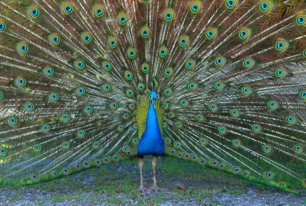 istock Male Blue Peafowl displaying 685517758