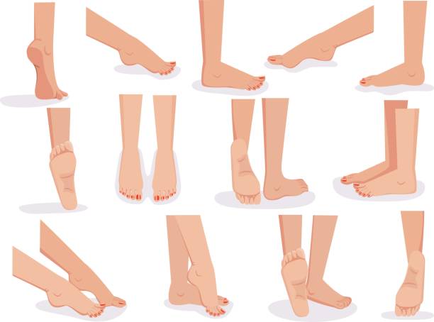 illustrations, cliparts, dessins animés et icônes de femme pieds carrés - leg