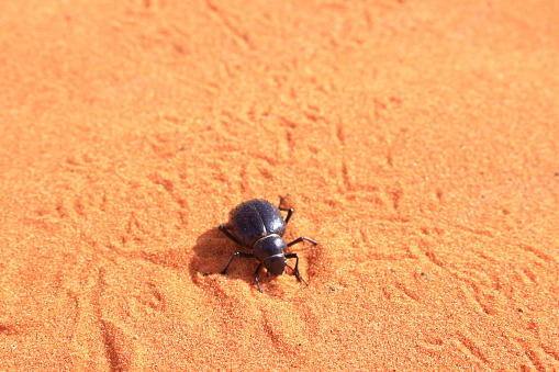 A Beetle climbing desert