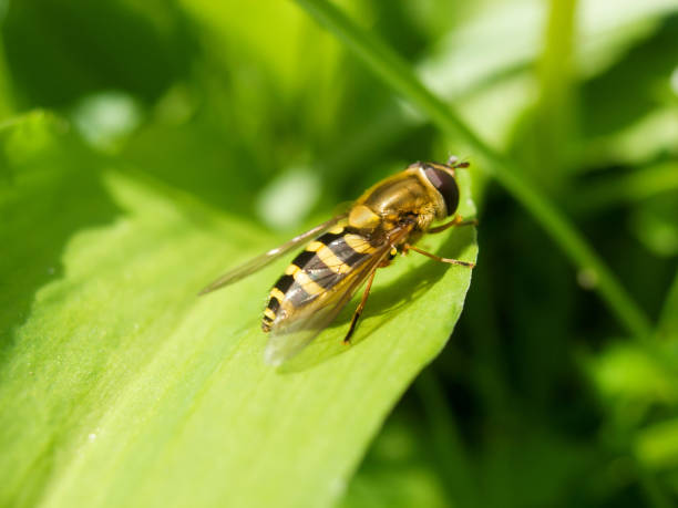 Great Swamp Floating Fly Nature - Free photo on Pixabay
