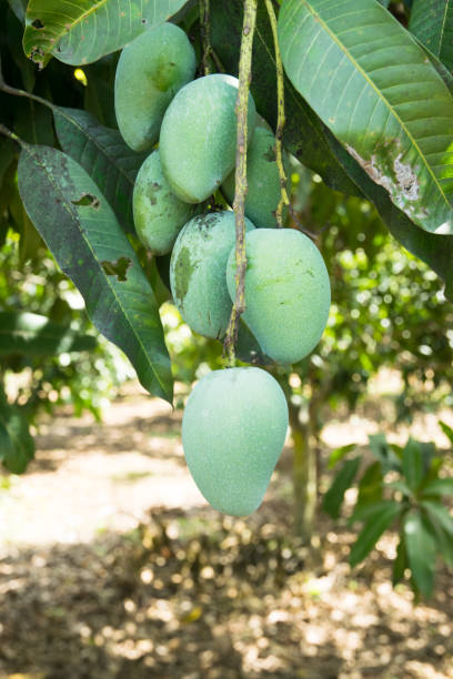 istock Green mango in garden, tropical fruit 685549118