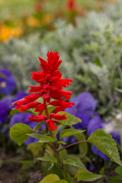 istock Beauty red salvia 685549850
