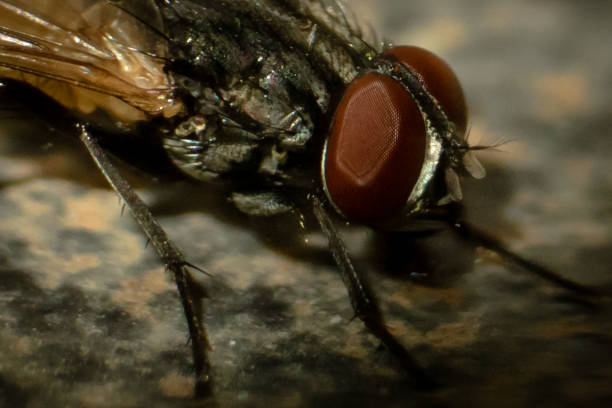 istock Flies Head with facet eyes 685554888