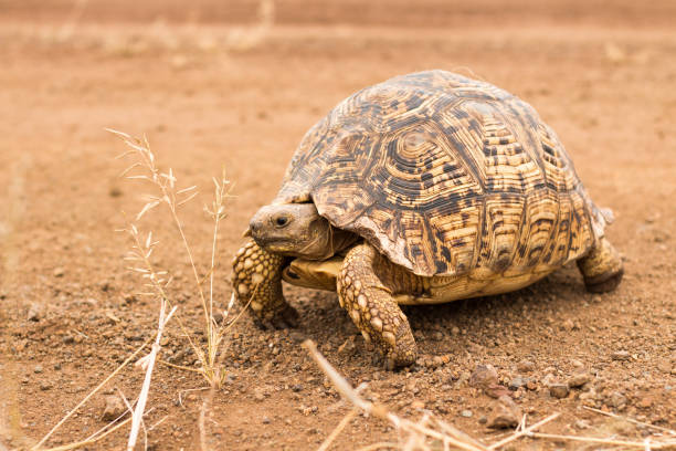istock Leopard tortoise crossing dirt road 685562366