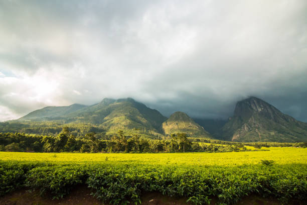 istock Mount Mulanje with tea plantation landscape. 685565208