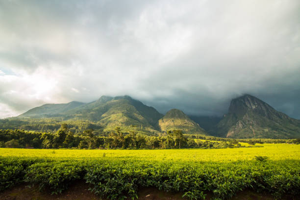 góra mulanje z krajobrazem plantacji herbaty. - republic of malawi zdjęcia i obrazy z banku zdjęć