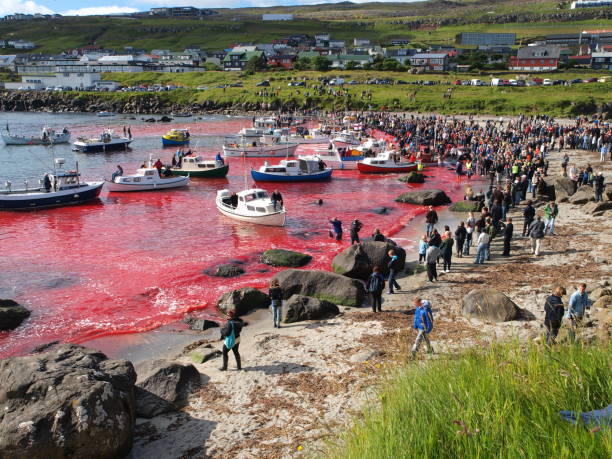 TÓRSHAVN, FAROE ISLANDS - JULY 23, 2010: 108 Long-finned pilot whales are beached and killed. On Faroe Islands people have been eating the meat and blubber from pilot whales for centuries TÓRSHAVN, FAROE ISLANDS - JULY 23, 2010: 108 Long-finned pilot whales are beached and killed. On Faroe Islands people have been eating the meat and blubber from pilot whales for centuries whaling stock pictures, royalty-free photos & images