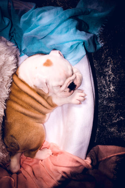 istock Cute English bulldog 685583838